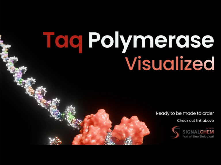 Taq Polymerase